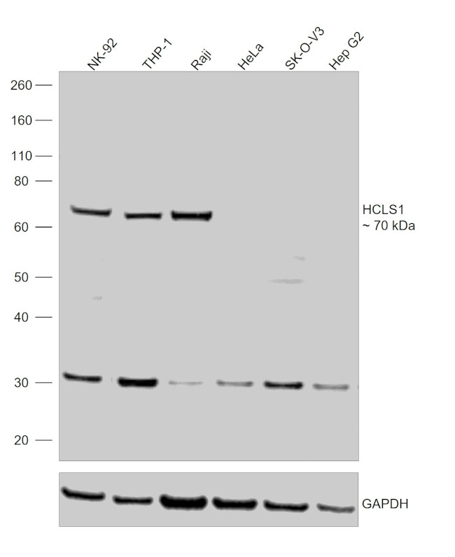 HCLS1 Antibody in Western Blot (WB)