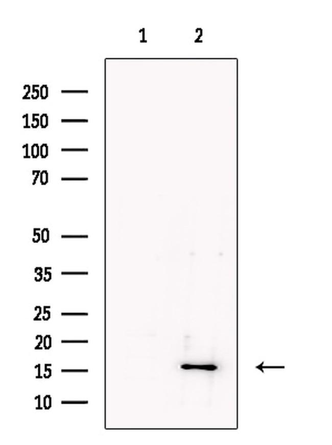 HBB Antibody in Western Blot (WB)