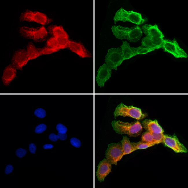 HGF Antibody in Immunocytochemistry (ICC/IF)