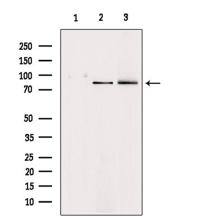 HGF Antibody in Western Blot (WB)