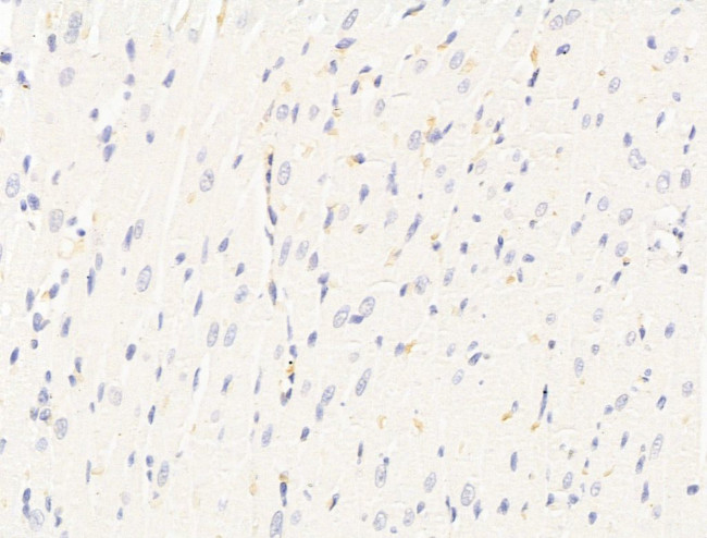 HHIP Antibody in Immunohistochemistry (Paraffin) (IHC (P))