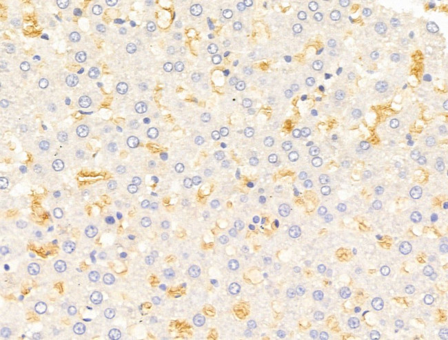 HHIP Antibody in Immunohistochemistry (Paraffin) (IHC (P))