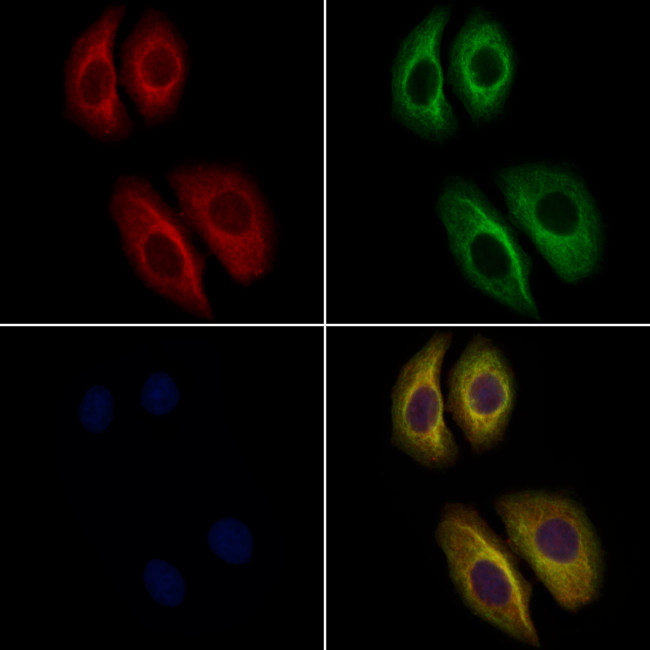 HIBADH Antibody in Immunocytochemistry (ICC/IF)