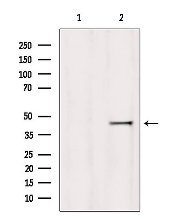 HOMER1 Antibody in Western Blot (WB)