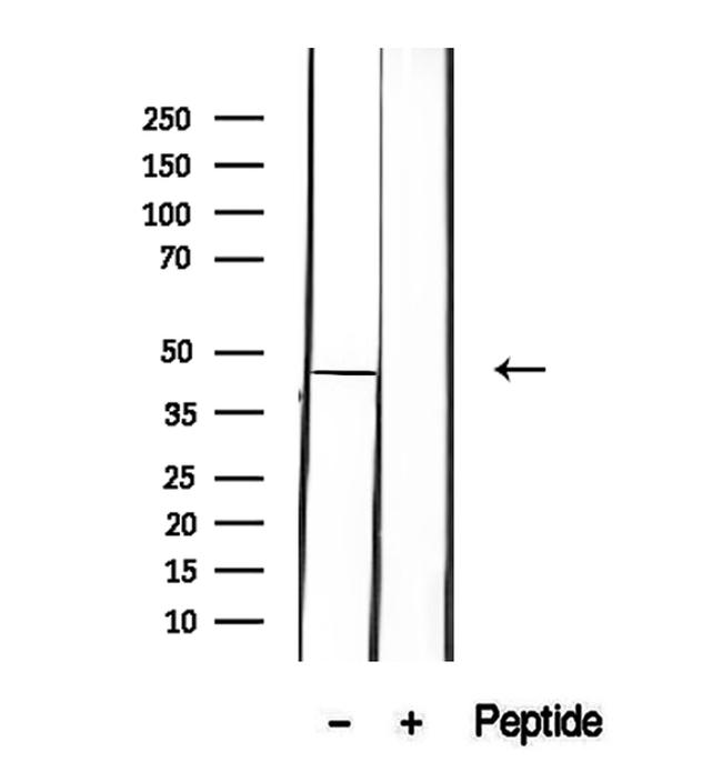 HOMER1 Antibody in Western Blot (WB)