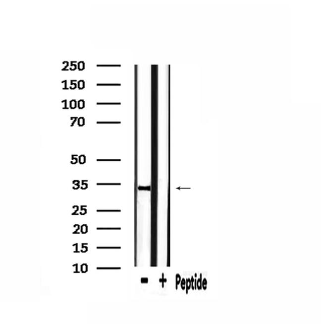 HP1 gamma Antibody in Western Blot (WB)