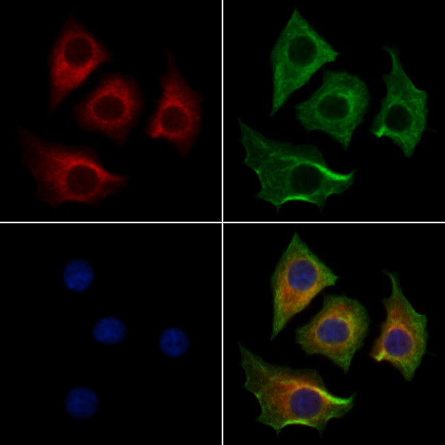 HtrA1 Antibody in Immunocytochemistry (ICC/IF)