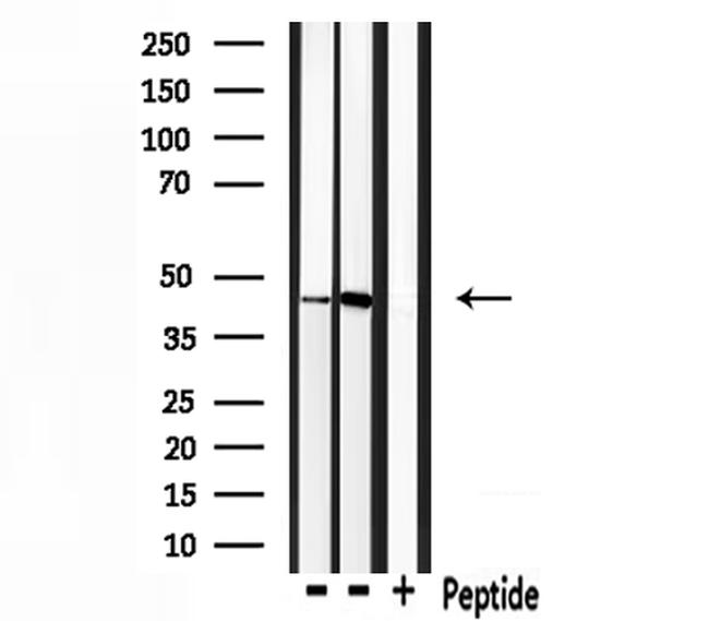 Ihh Antibody in Western Blot (WB)