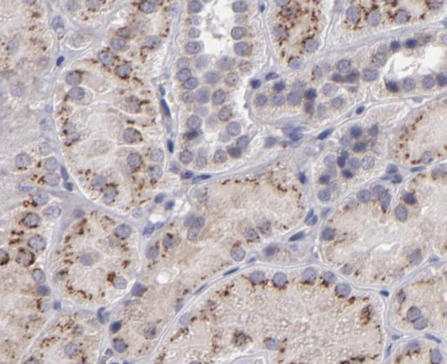 IL-12 p70 Antibody in Immunohistochemistry (Paraffin) (IHC (P))