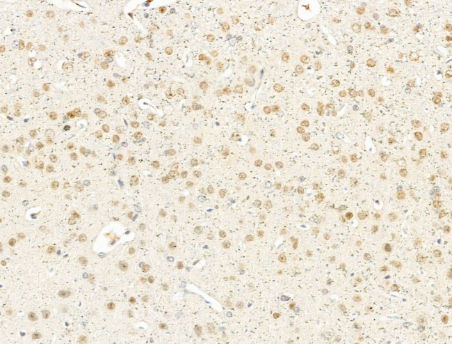 IL-37 Antibody in Immunohistochemistry (Paraffin) (IHC (P))