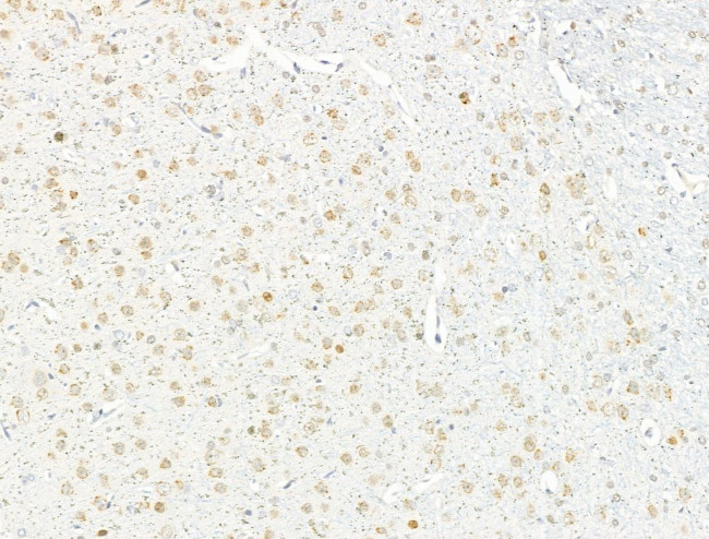 IL-37 Antibody in Immunohistochemistry (Paraffin) (IHC (P))