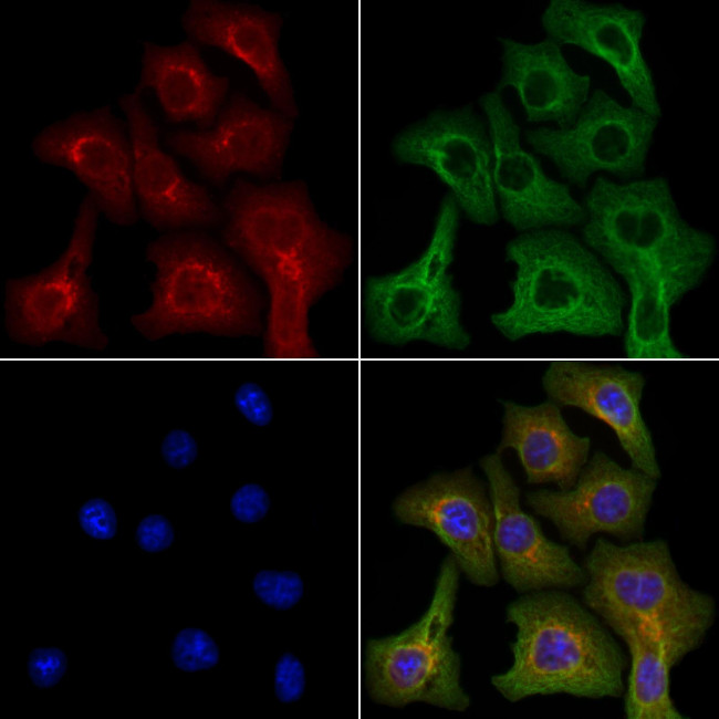 IL-3 Antibody in Immunocytochemistry (ICC/IF)