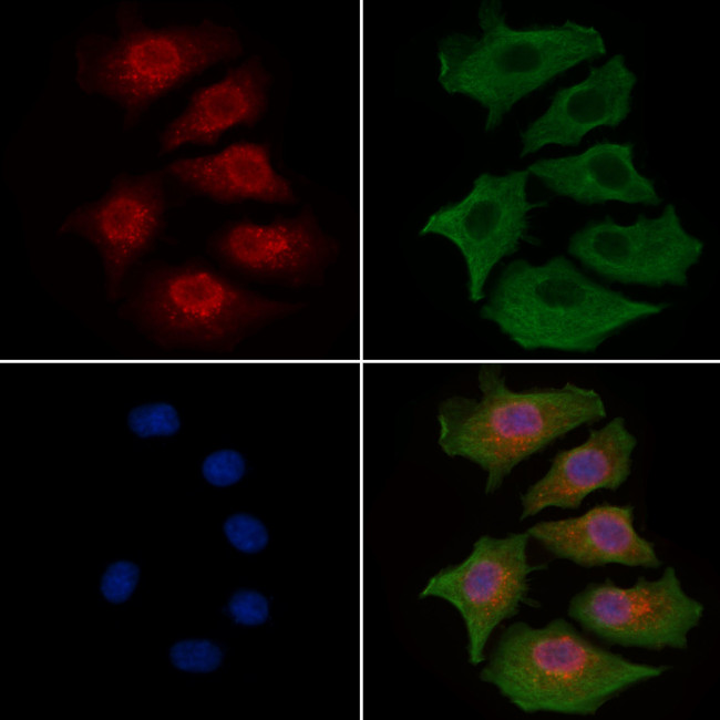 ILF3 Antibody in Immunocytochemistry (ICC/IF)