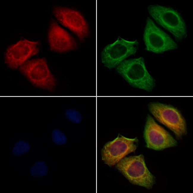 IFN alpha Antibody in Immunocytochemistry (ICC/IF)