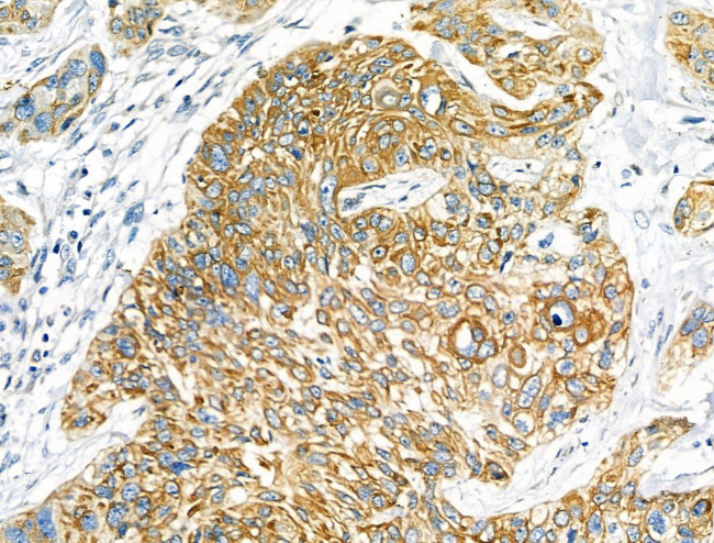 IL-20 Antibody in Immunohistochemistry (Paraffin) (IHC (P))