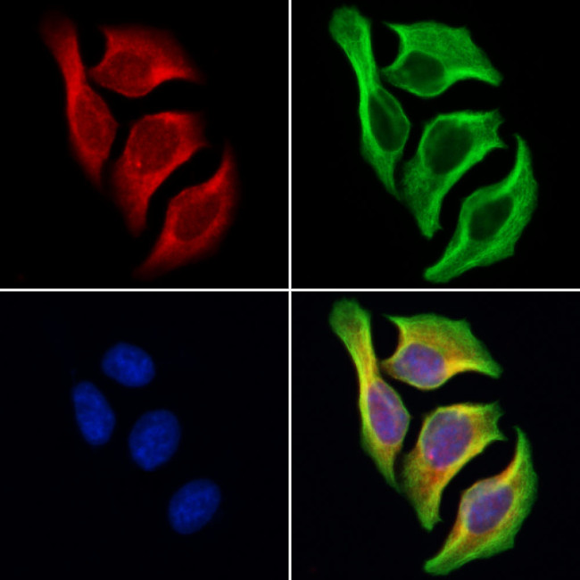 ITSN1 Antibody in Immunocytochemistry (ICC/IF)