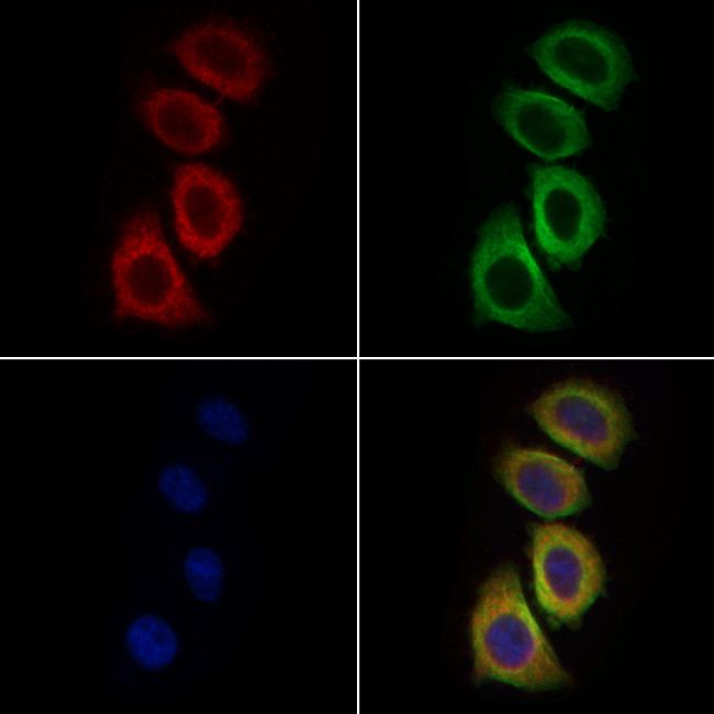 ERN1/ERN2 Antibody in Immunocytochemistry (ICC/IF)