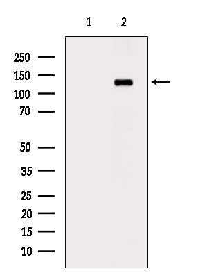 JAK1 Antibody in Western Blot (WB)