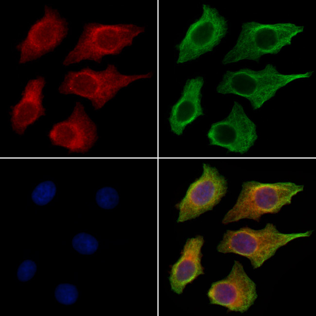 Kallikrein 9 Antibody in Immunocytochemistry (ICC/IF)