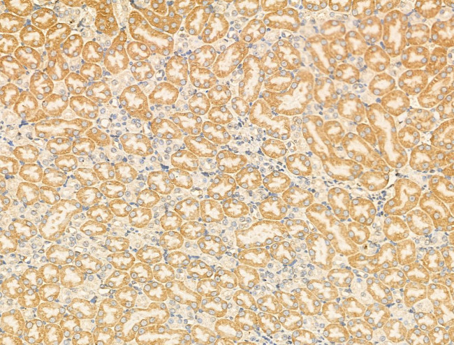 KV3.3 (KCNC3) Antibody in Immunohistochemistry (Paraffin) (IHC (P))