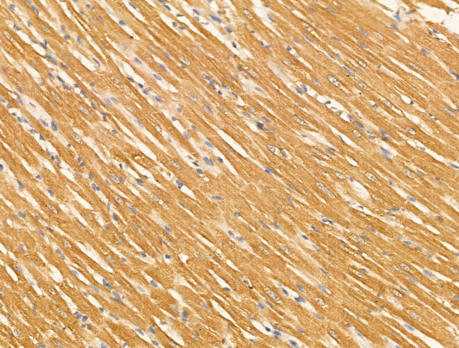 KV3.3 (KCNC3) Antibody in Immunohistochemistry (Paraffin) (IHC (P))