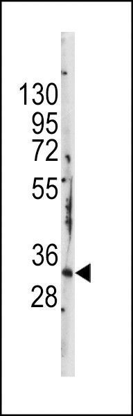 STAP1 Antibody in Western Blot (WB)