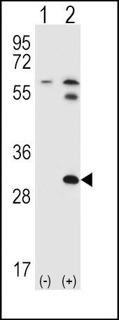 STAP1 Antibody in Western Blot (WB)