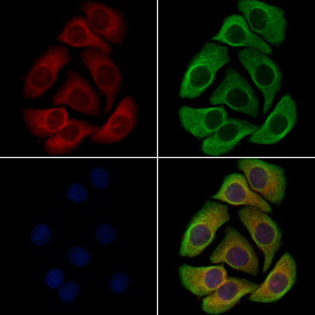 KCNK10 Antibody in Immunocytochemistry (ICC/IF)