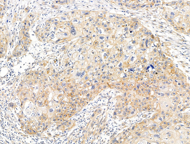 KGF Antibody in Immunohistochemistry (Paraffin) (IHC (P))