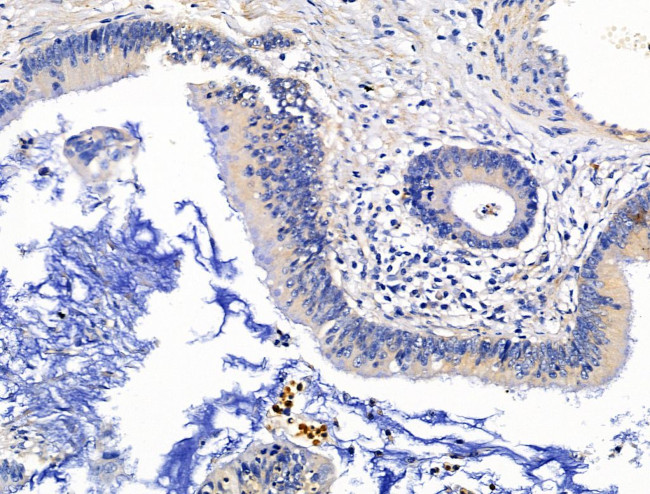 KGF Antibody in Immunohistochemistry (Paraffin) (IHC (P))