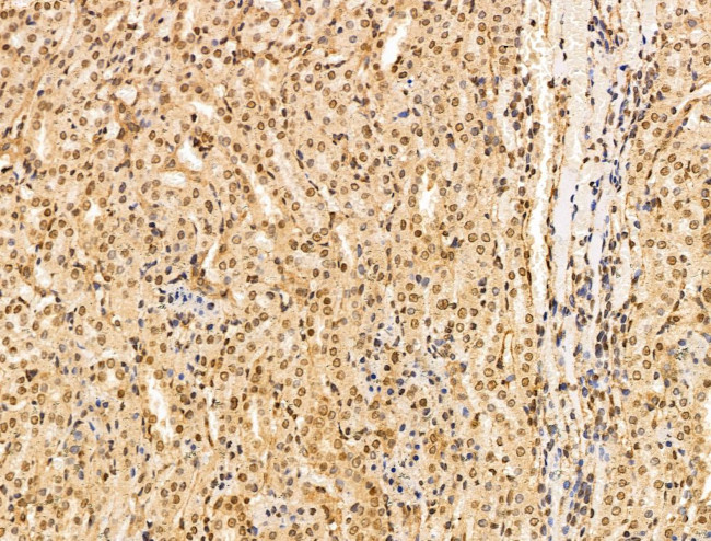 KGF Antibody in Immunohistochemistry (Paraffin) (IHC (P))