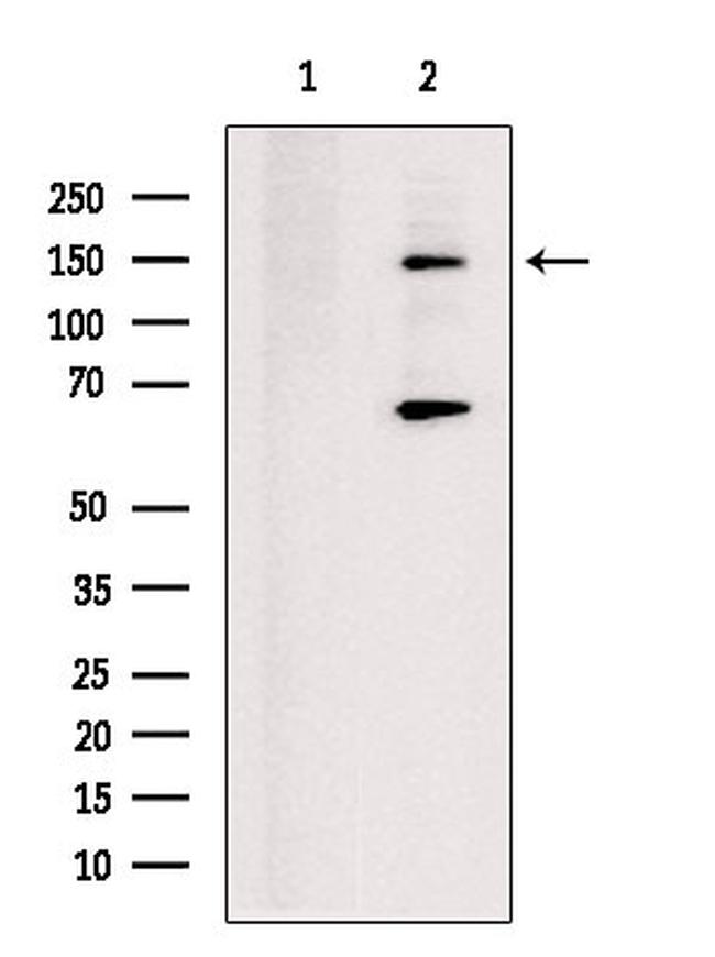 KIF17 Antibody in Western Blot (WB)