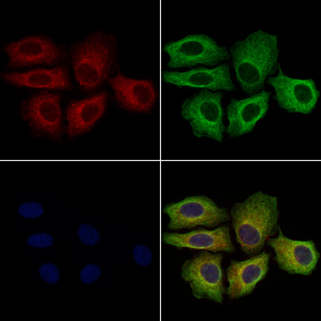 KIR2DL4 Antibody in Immunocytochemistry (ICC/IF)