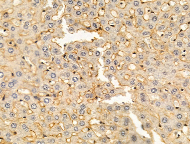 KIR2DL4 Antibody in Immunohistochemistry (Paraffin) (IHC (P))