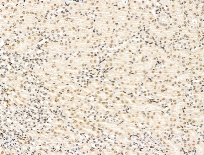 KLF2 Antibody in Immunohistochemistry (Paraffin) (IHC (P))