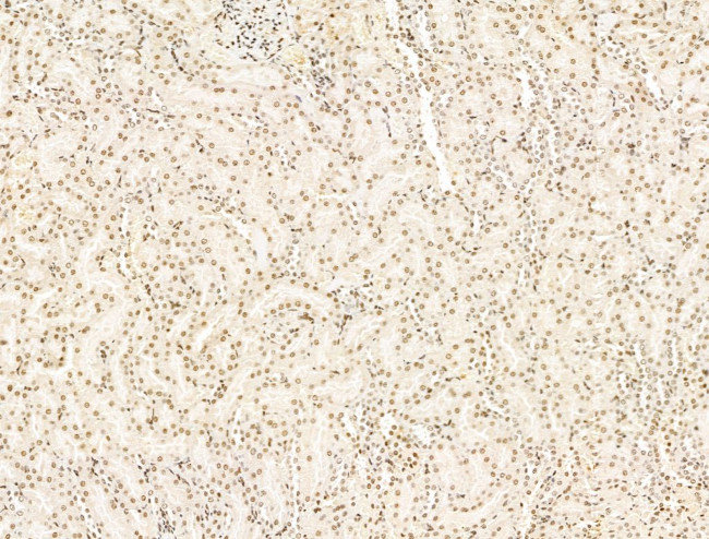 KLF2 Antibody in Immunohistochemistry (Paraffin) (IHC (P))