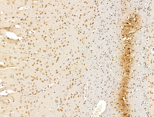 KLF2 Antibody in Immunohistochemistry (Paraffin) (IHC (P))