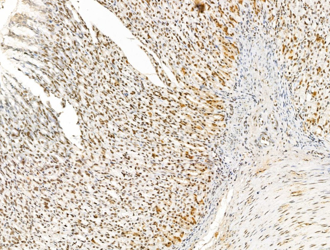 KLF2 Antibody in Immunohistochemistry (Paraffin) (IHC (P))