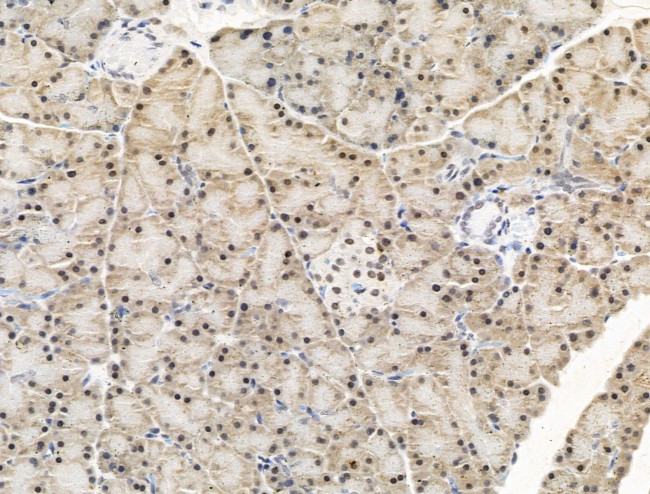 KLF2 Antibody in Immunohistochemistry (Paraffin) (IHC (P))