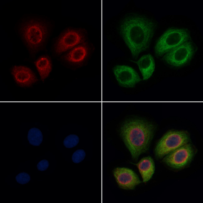 Kallikrein 1 Antibody in Immunocytochemistry (ICC/IF)