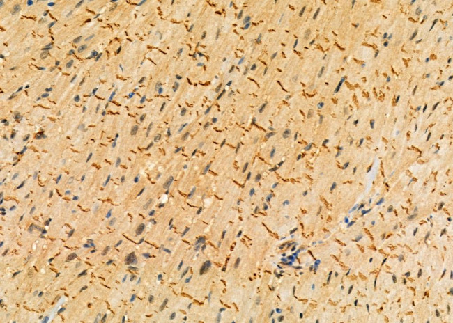 Kallikrein 1 Antibody in Immunohistochemistry (Paraffin) (IHC (P))