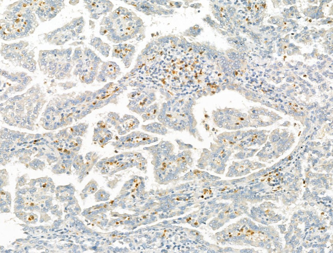 SETDB1 Antibody in Immunohistochemistry (Paraffin) (IHC (P))