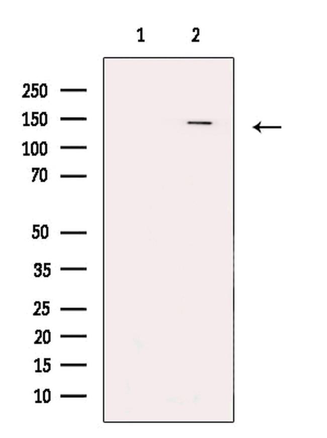 SETDB1 Antibody in Western Blot (WB)