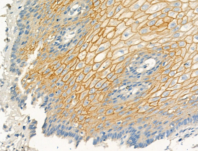 Laminin Antibody in Immunohistochemistry (Paraffin) (IHC (P))