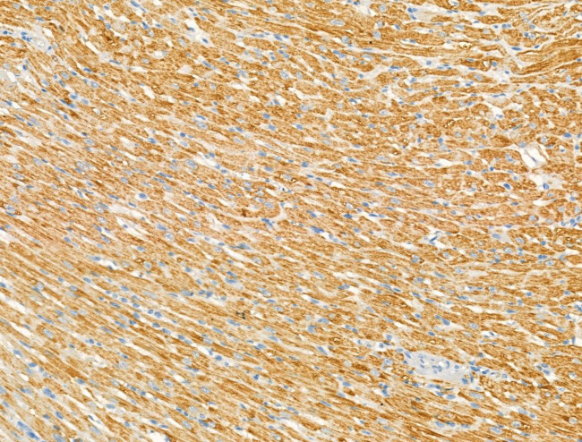 Laminin Antibody in Immunohistochemistry (Paraffin) (IHC (P))