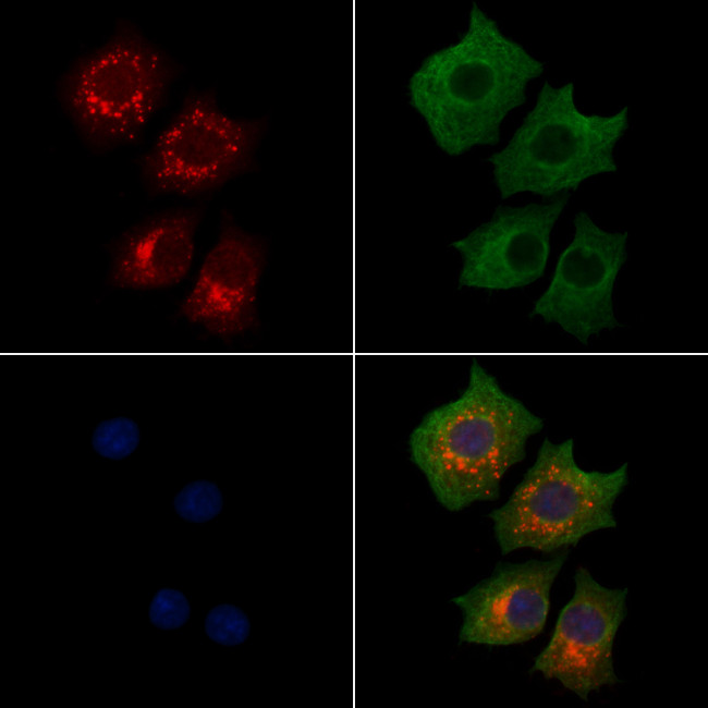 LARS2 Antibody in Immunocytochemistry (ICC/IF)