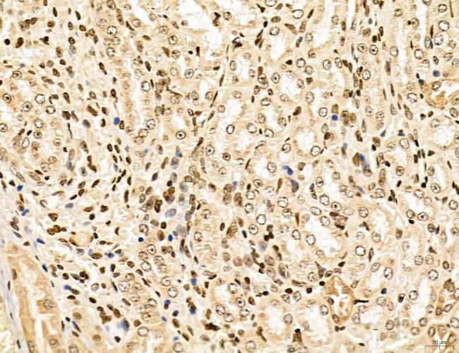 Lass2 Antibody in Immunohistochemistry (Paraffin) (IHC (P))