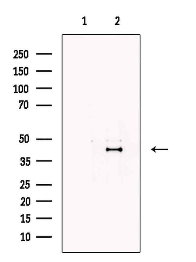 Lefty Antibody in Western Blot (WB)