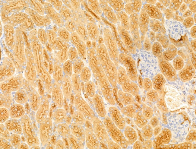 LIF Antibody in Immunohistochemistry (Paraffin) (IHC (P))