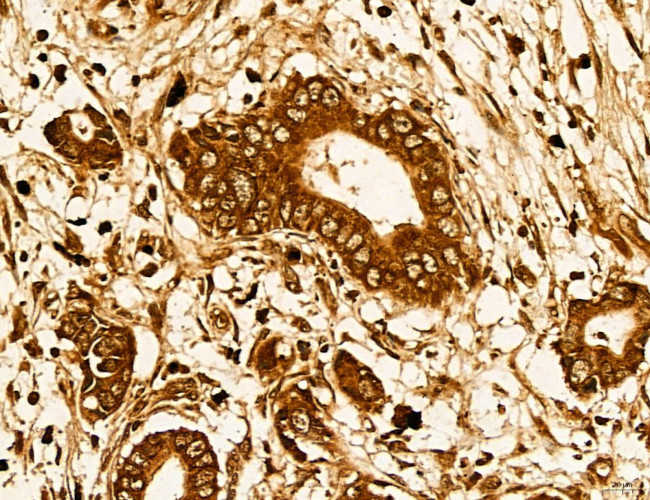 LIFR Antibody in Immunohistochemistry (Paraffin) (IHC (P))